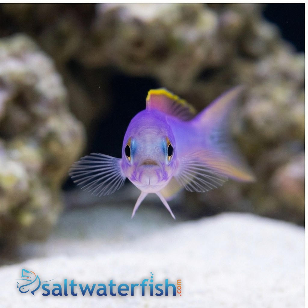 Flashing Tilefish