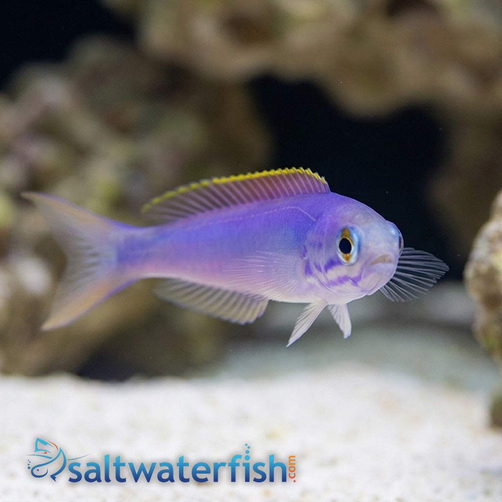 Flashing Tilefish
