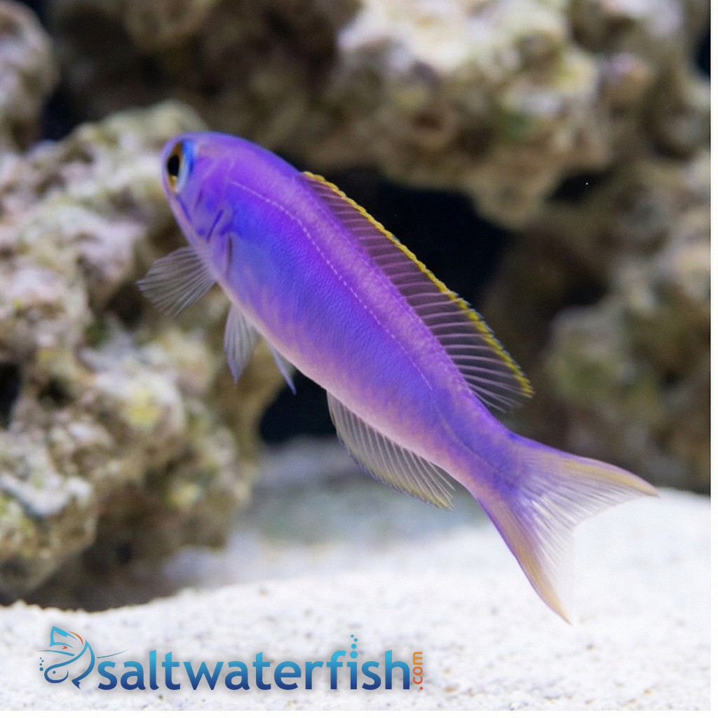 Flashing Tilefish