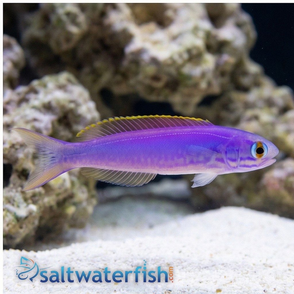 Flashing Tilefish