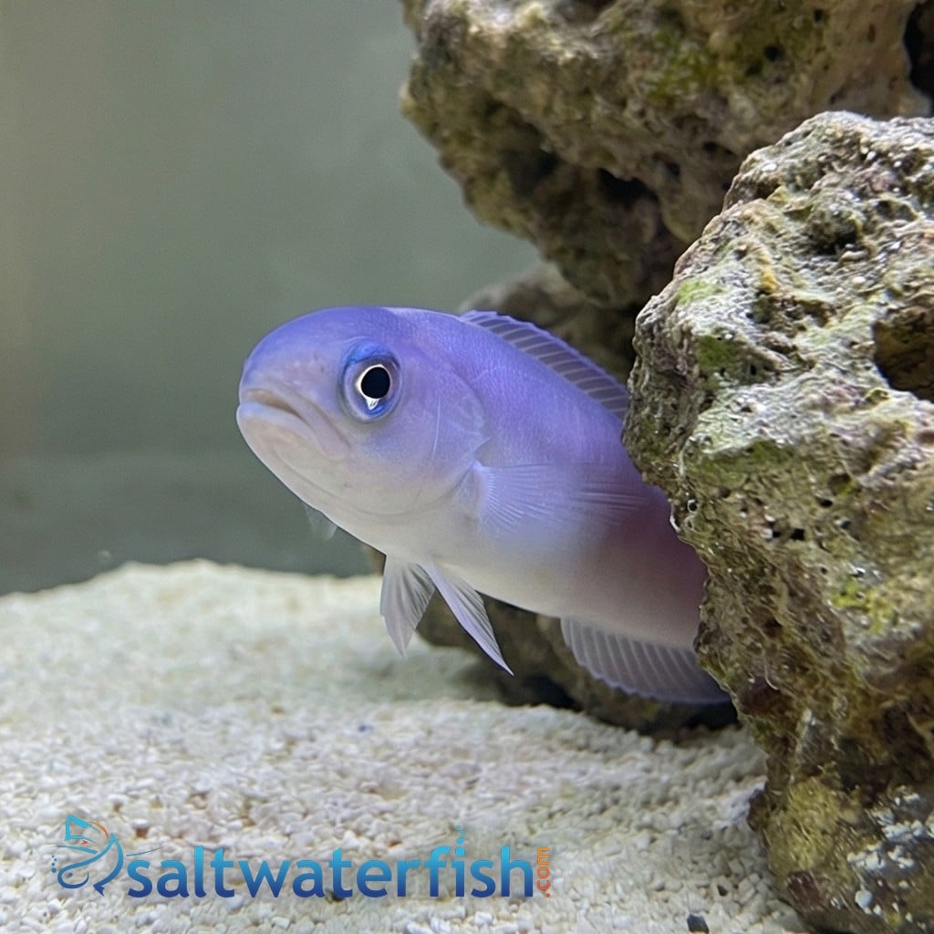 Dusky Tilefish