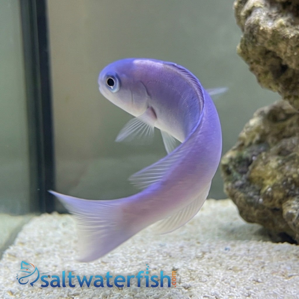 Dusky Tilefish