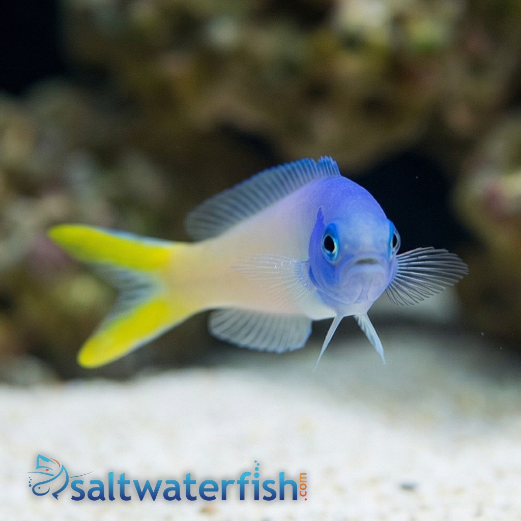 Bluejaw Tile Goby