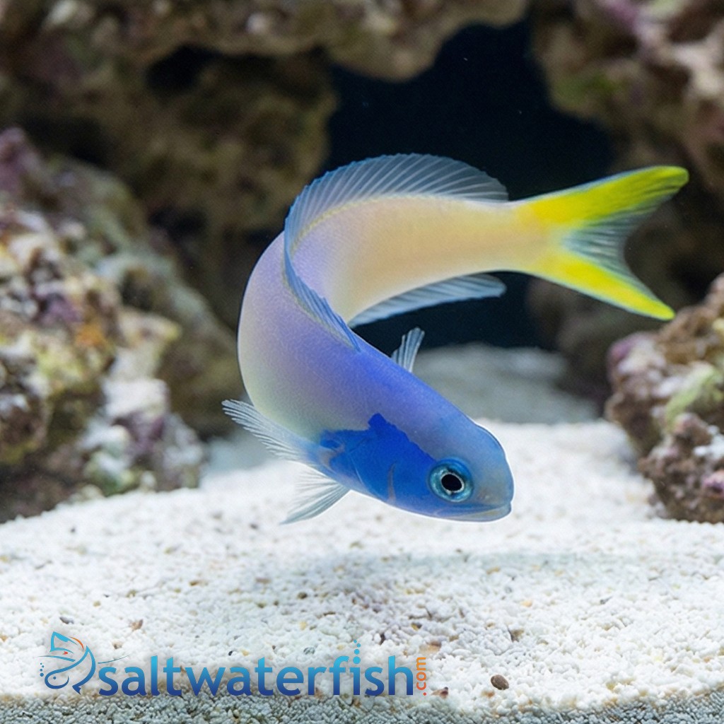 Bluejaw Tile Goby