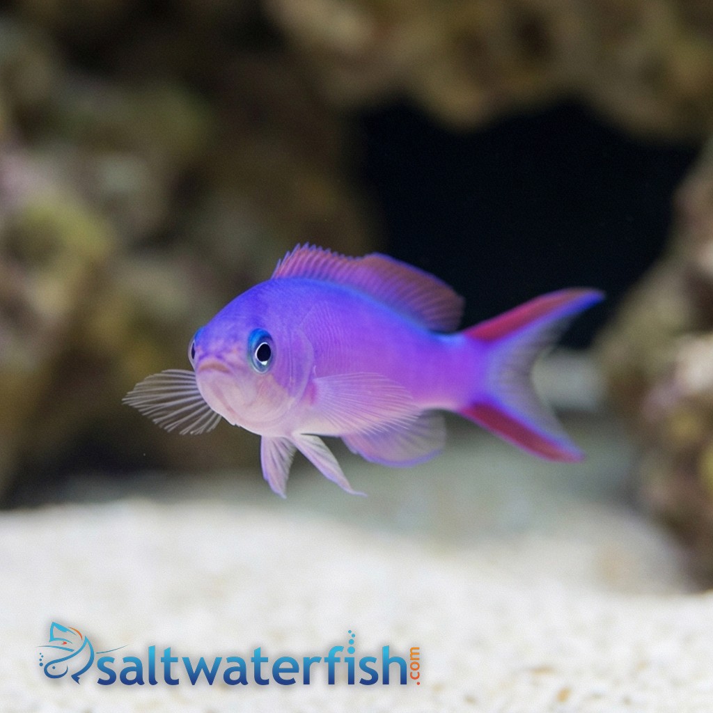 Tilefish - Purple