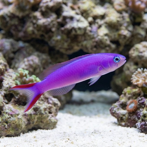 Tilefish - Purple