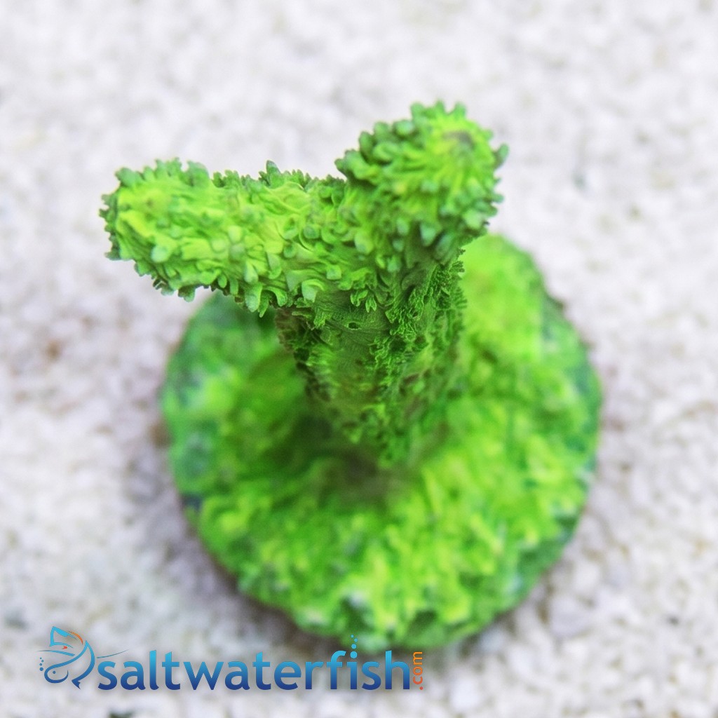 Horn Coral Hydnophora: Encrusting Green