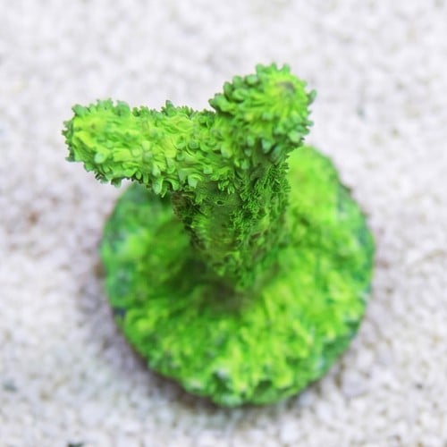 Horn Coral Hydnophora: Encrusting Green
