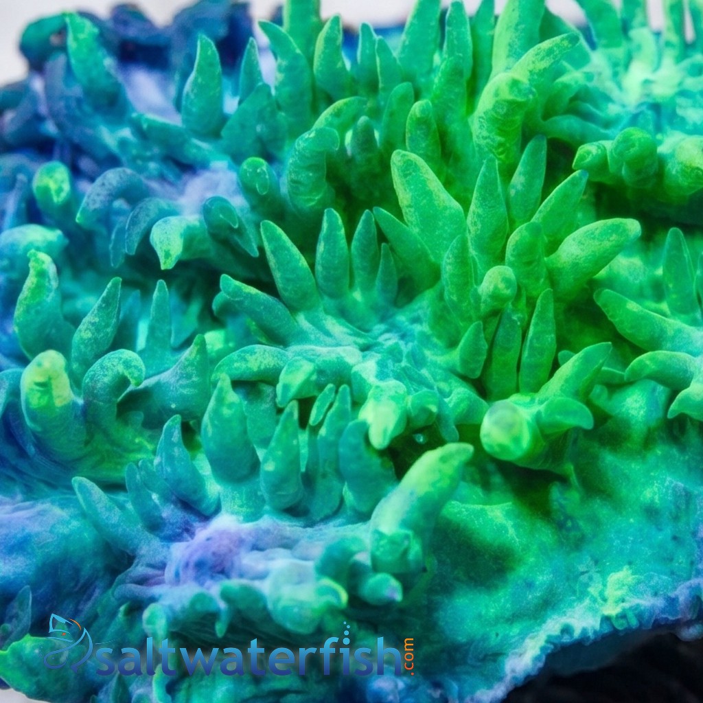 Horn Coral Hydnophora: Plating Green - Aquacultured