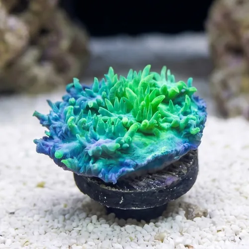 Horn Coral Hydnophora: Plating Green - Aquacultured