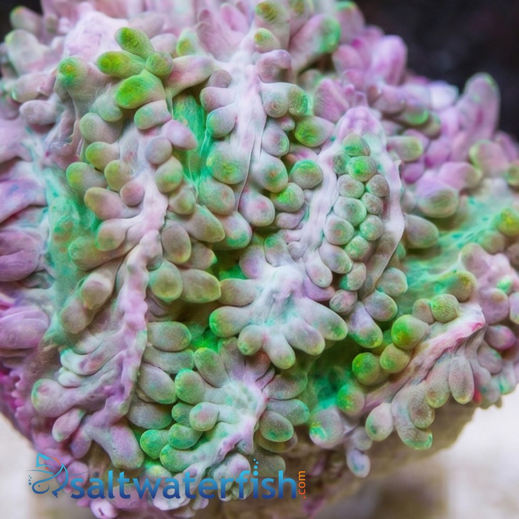 Horn Coral Hydnophora: Encrusting Blueberry- Aquacultured