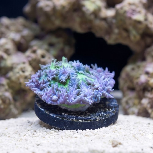 Horn Coral Hydnophora: Encrusting Blueberry- Aquacultured