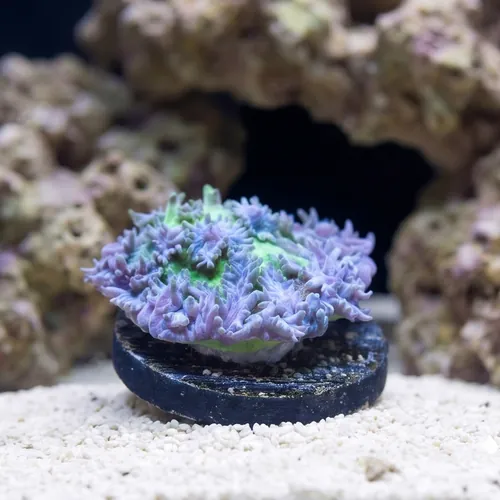 Horn Coral Hydnophora: Encrusting Blueberry- Aquacultured