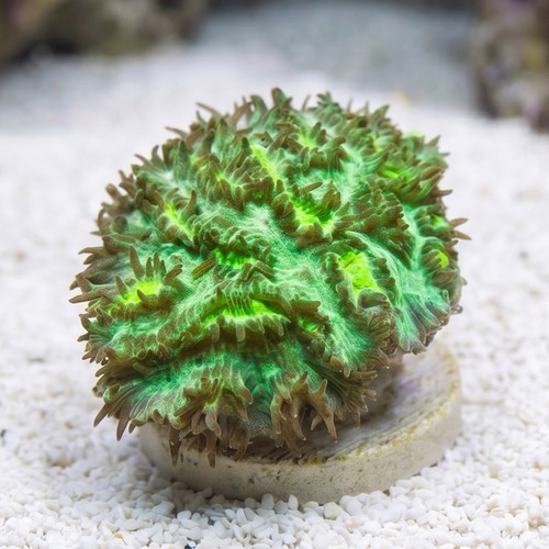 Horn Coral Hydnophora: Encrusting JF Limelight - Aquacultured
