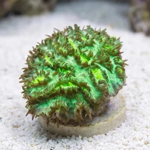 Horn Coral Hydnophora: Encrusting JF Limelight - Aquacultured