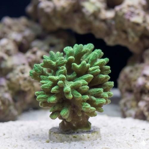 Horn Coral Hydnophora: Fluorescent