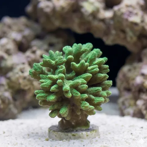 Horn Coral Hydnophora: Fluorescent