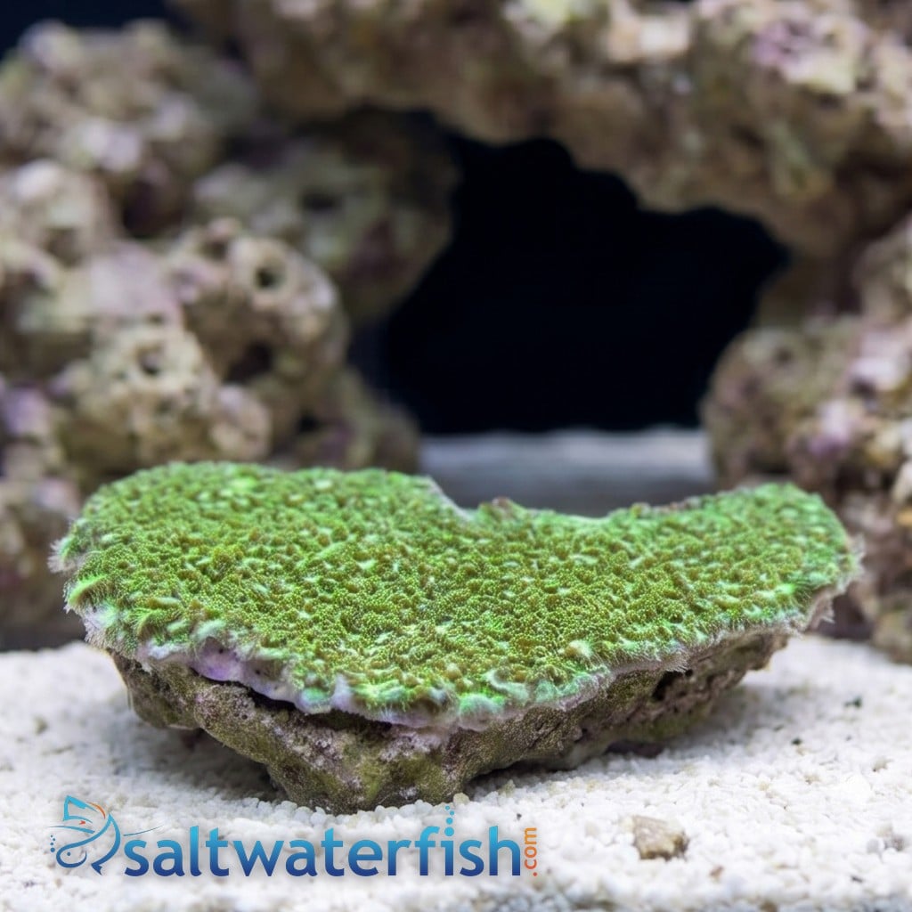 Horn Coral Hydnophora: Encrusting Green