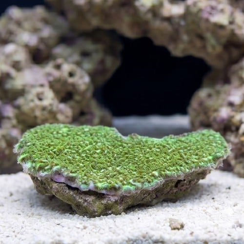 Horn Coral Hydnophora: Encrusting Green
