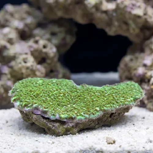 Horn Coral Hydnophora: Encrusting Green