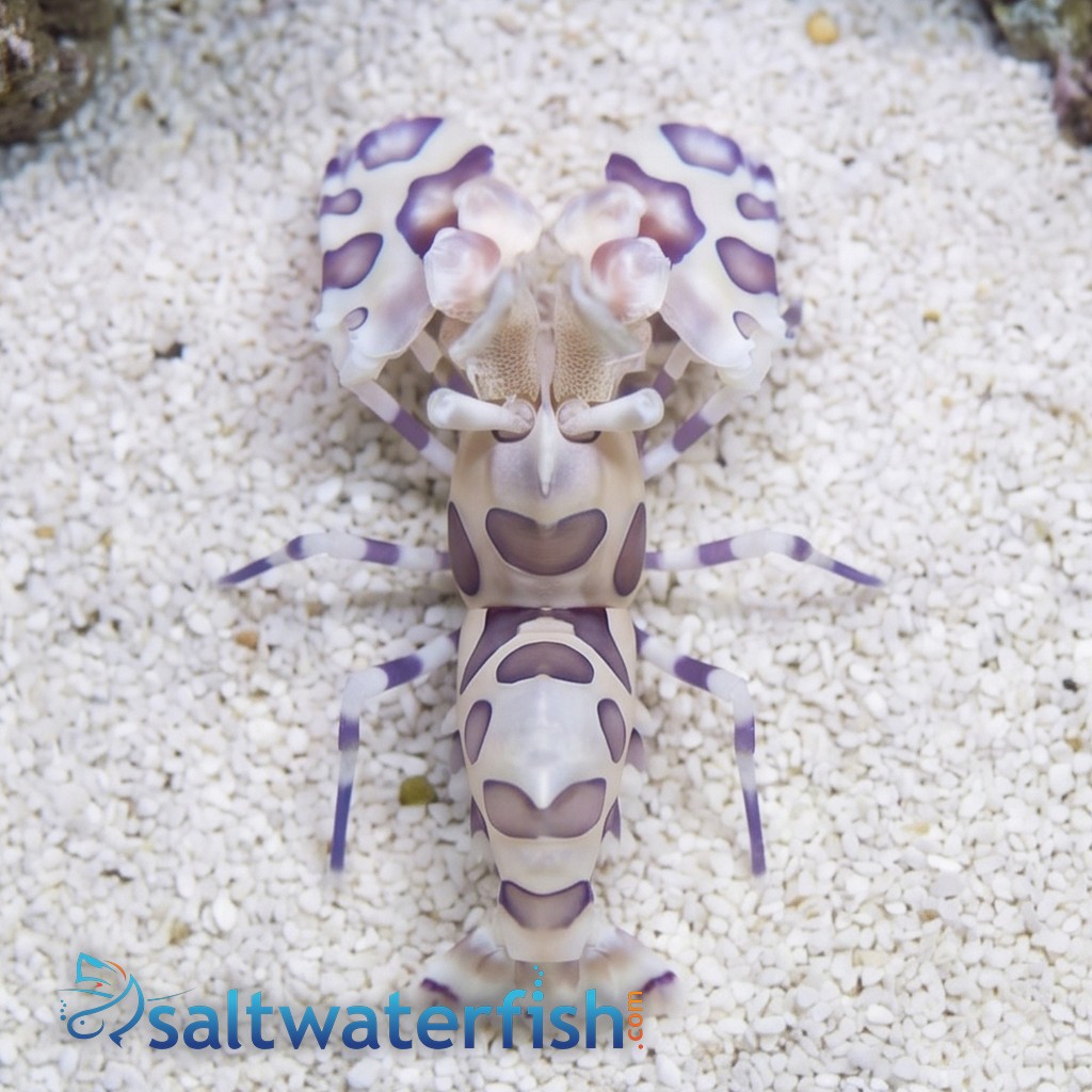 Harlequin Shrimp