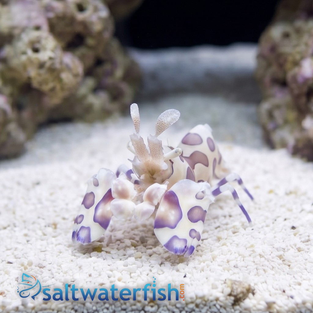 Harlequin Shrimp