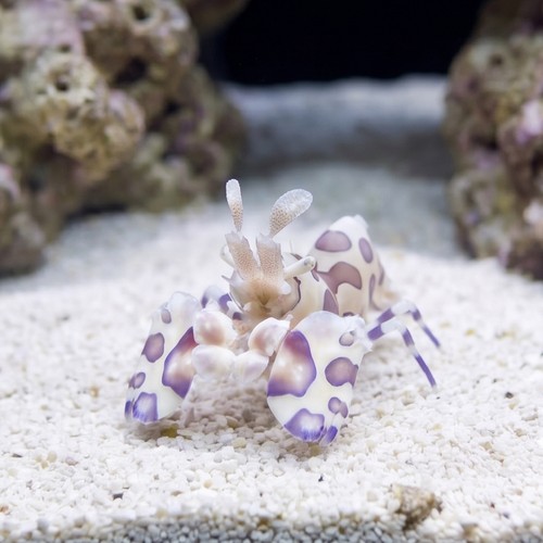 Harlequin Shrimp