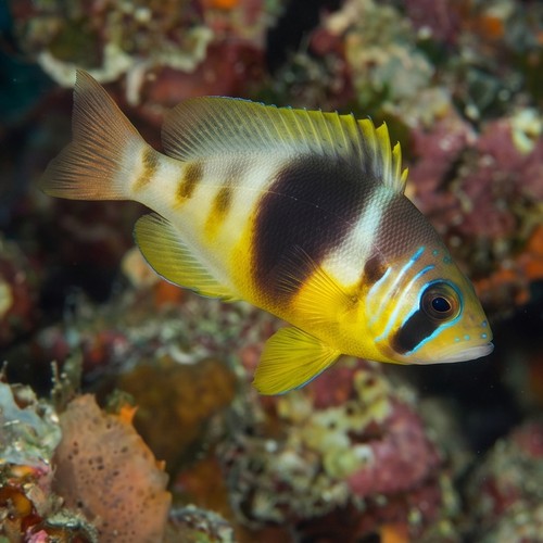 Barred Hamlet - Atlantic