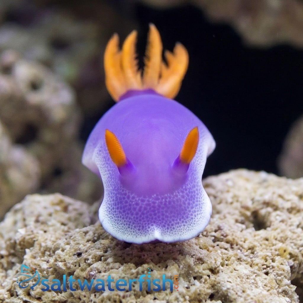 Purple Sea Slug