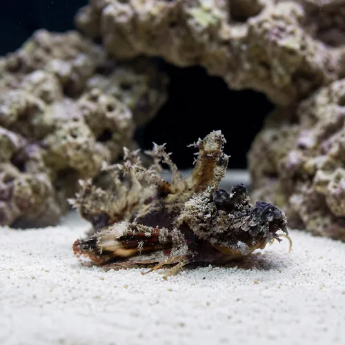 Sea Goblin