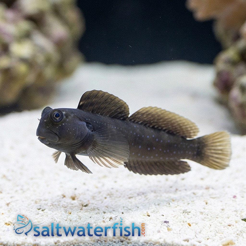Rippled Rockskipper Blenny