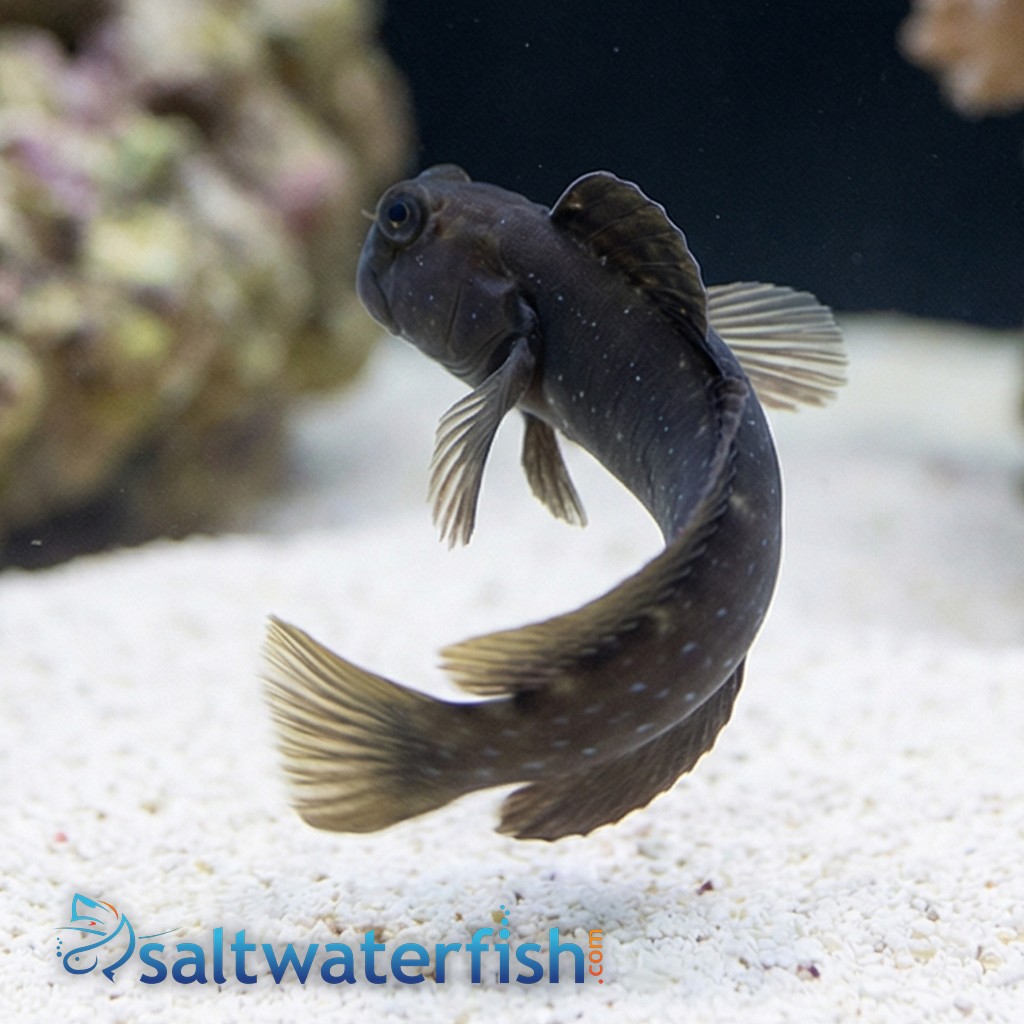 Rippled Rockskipper Blenny