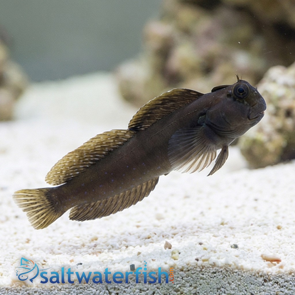 Rippled Rockskipper Blenny