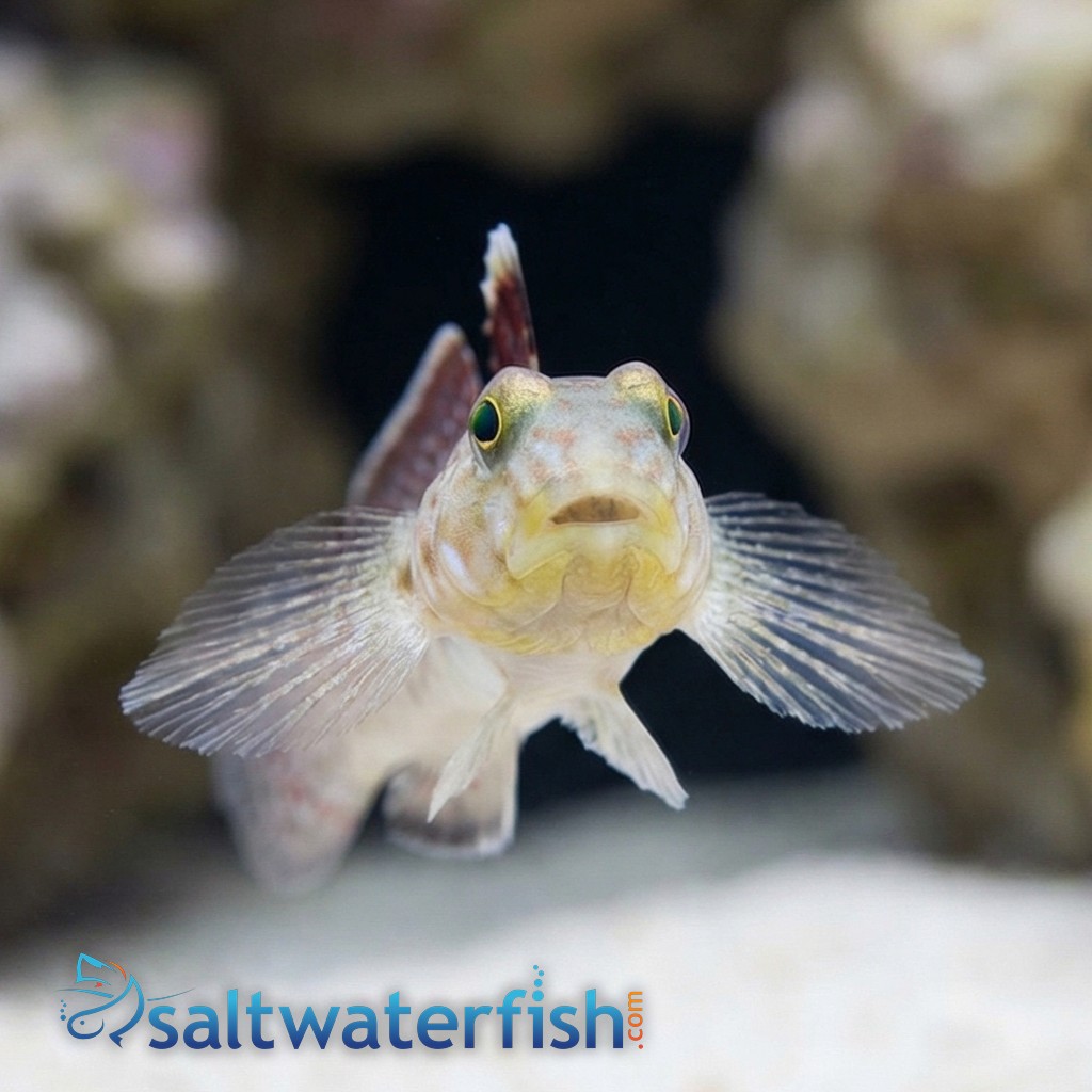 Decorated Goby - Indian Ocean