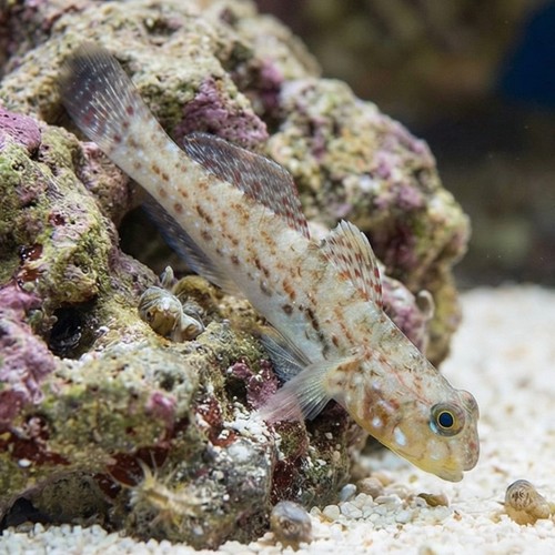 Decorated Goby - Indian Ocean
