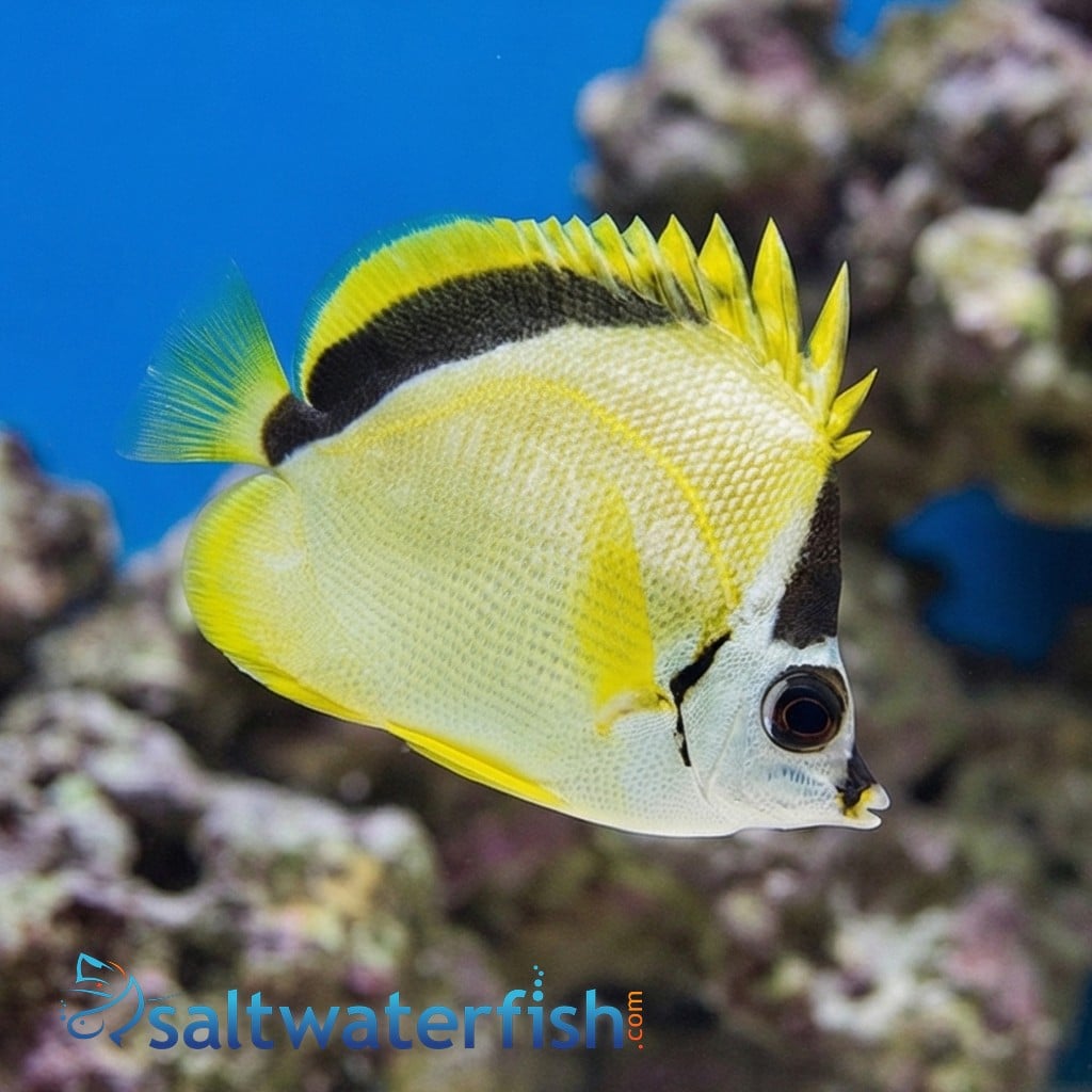 Barberfish Butterfly - East Pacific