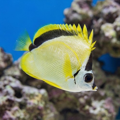 Barberfish Butterfly - East Pacific