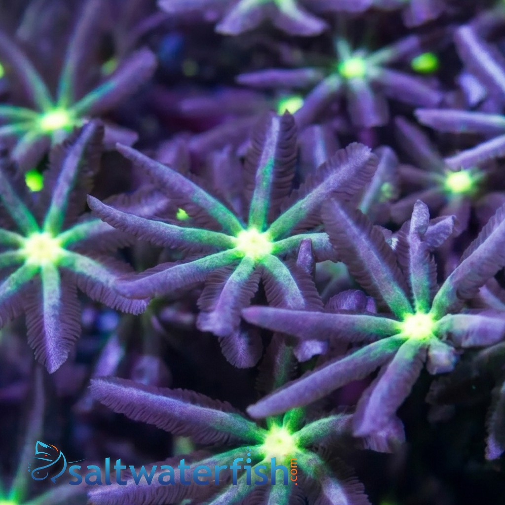 Jasmine Polyp: Green Center