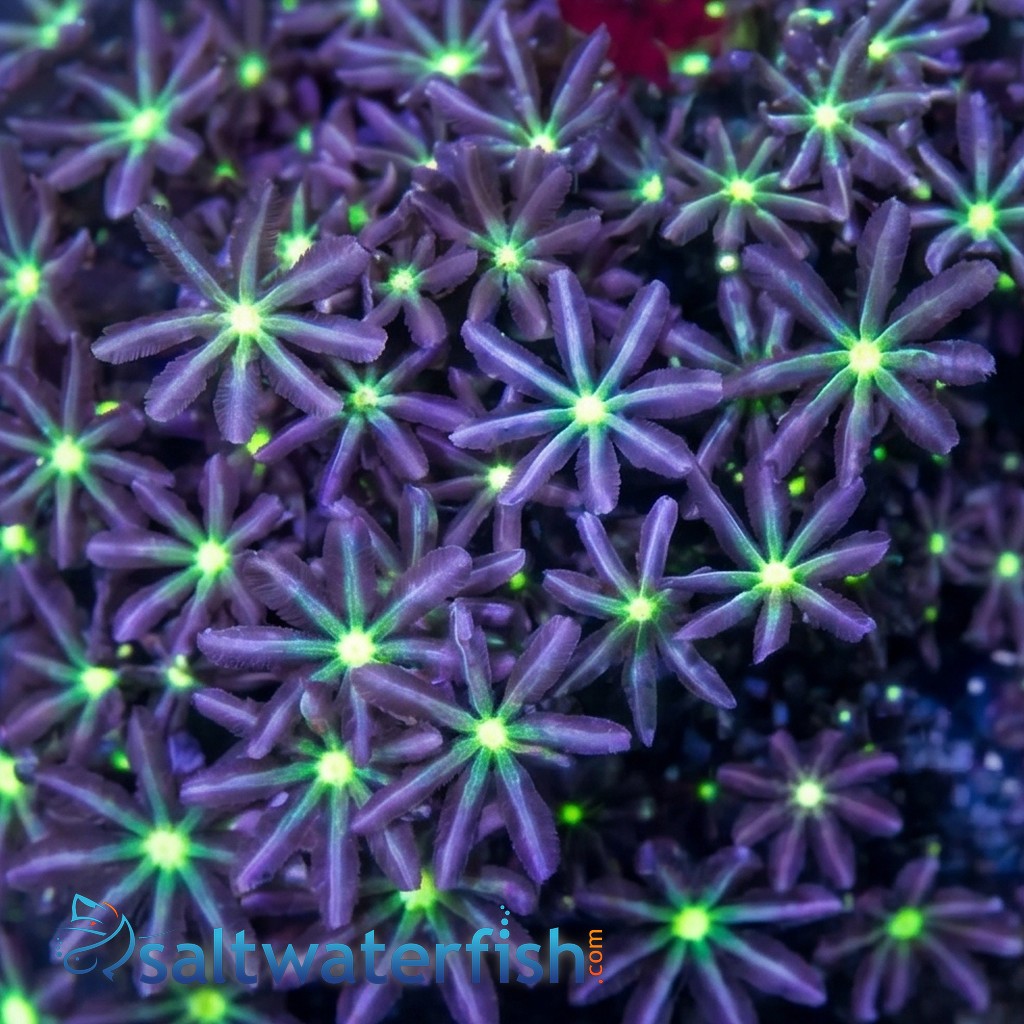 Jasmine Polyp: Green Center