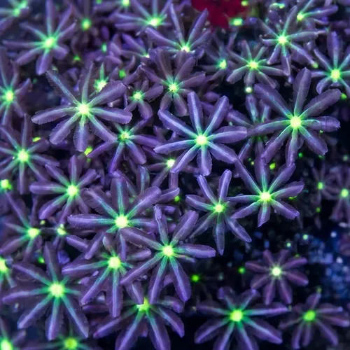 Jasmine Polyp: Green Center