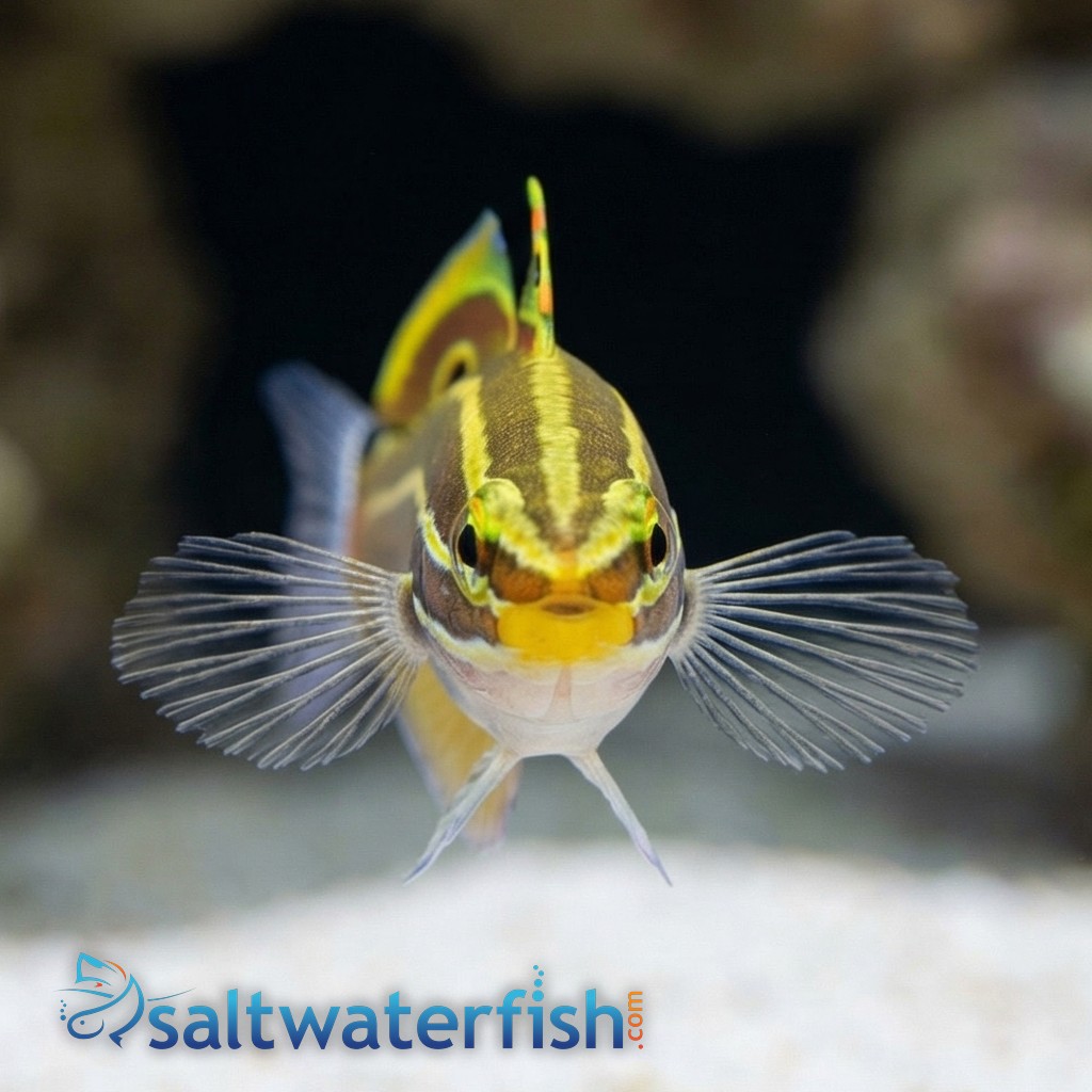 Hector's Goby