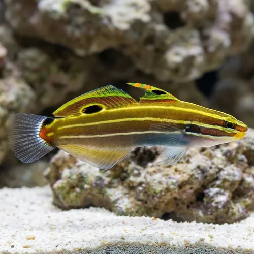 Hector's Goby