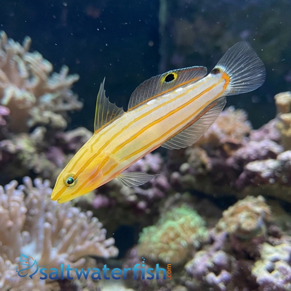 Rainford's Goby