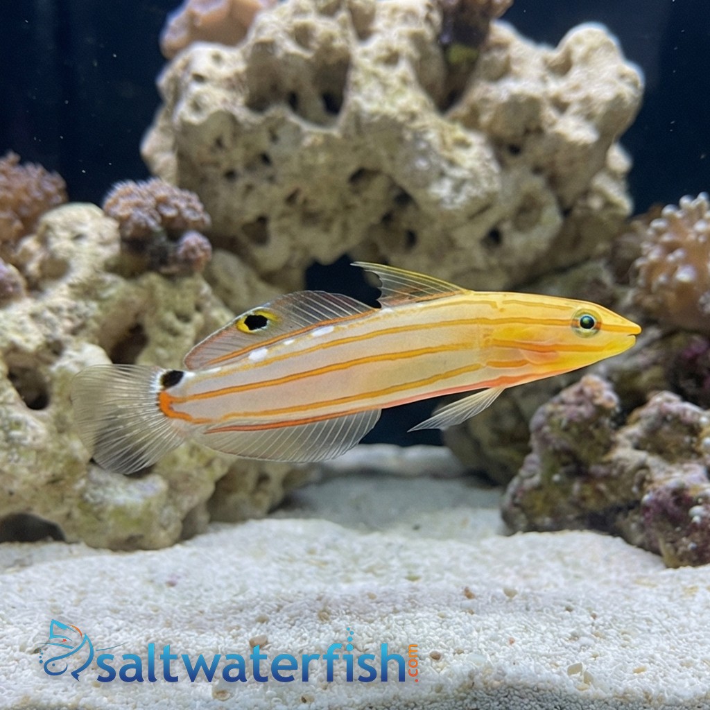 Rainford's Goby - Indo-Pacific