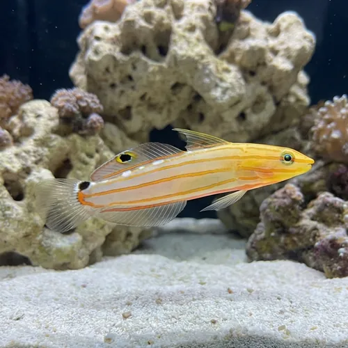 Rainford's Goby - Indo-Pacific