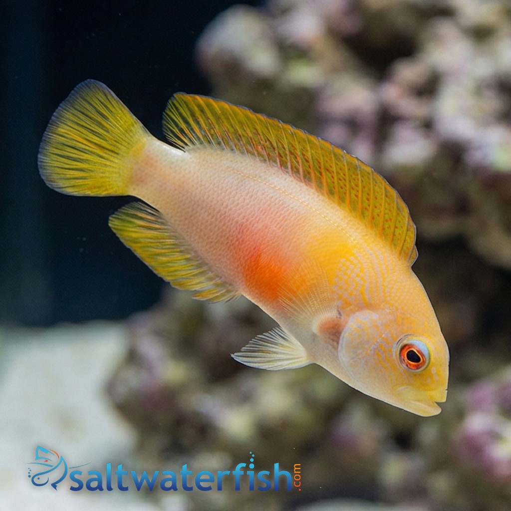 Red Dottyback