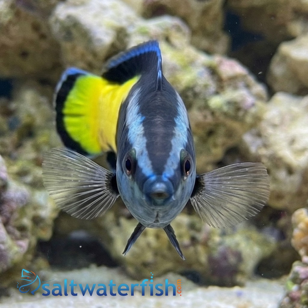 Bicolor Cleaner Wrasse