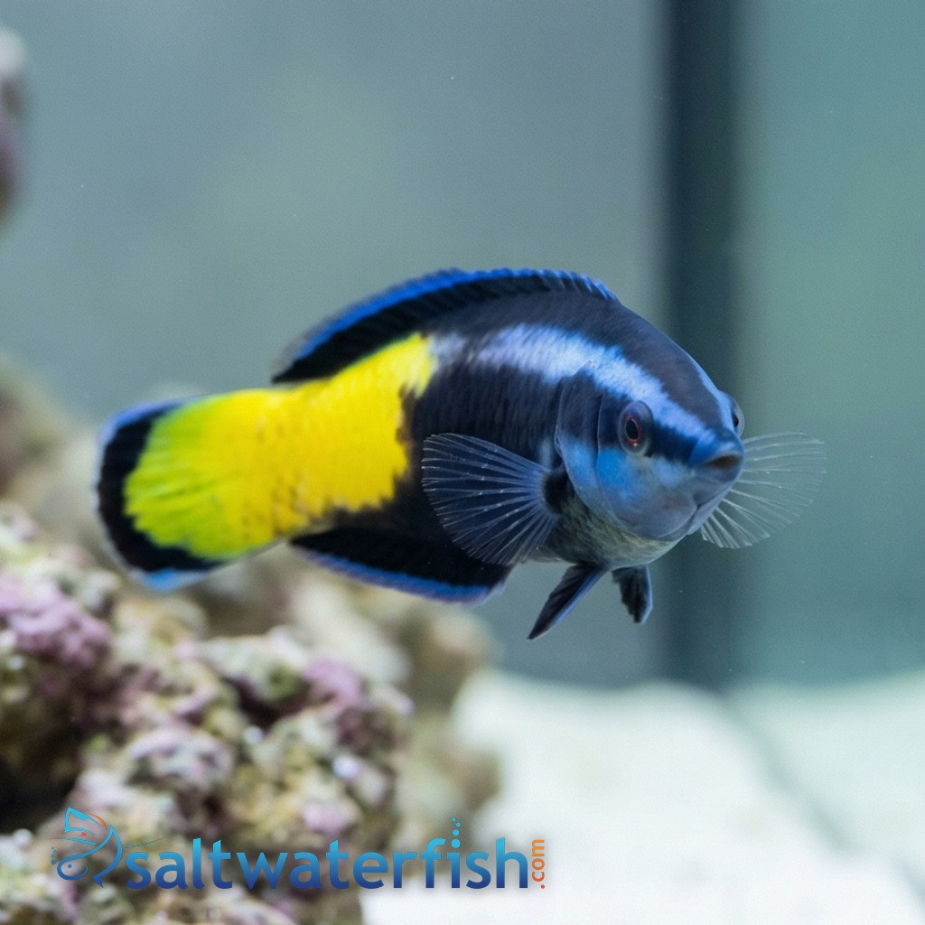 Bicolor Cleaner Wrasse