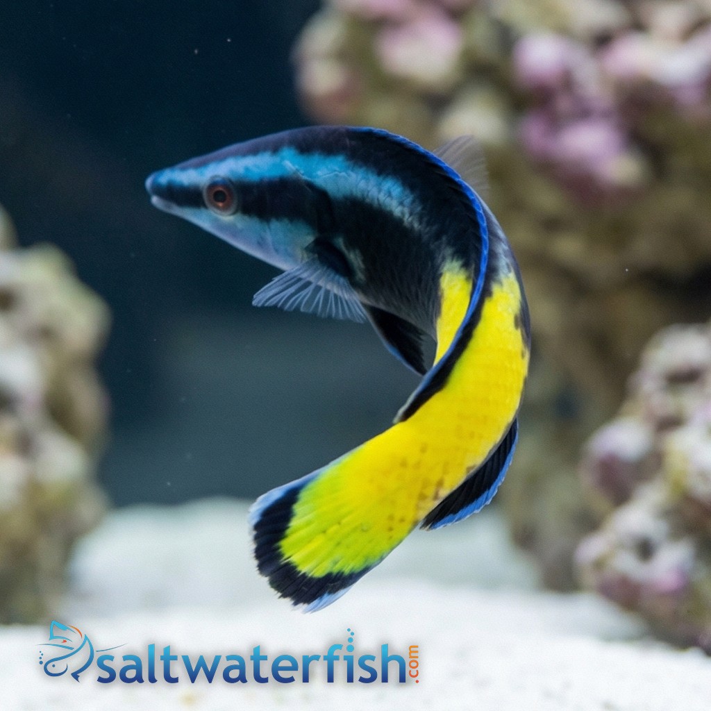 Bicolor Cleaner Wrasse