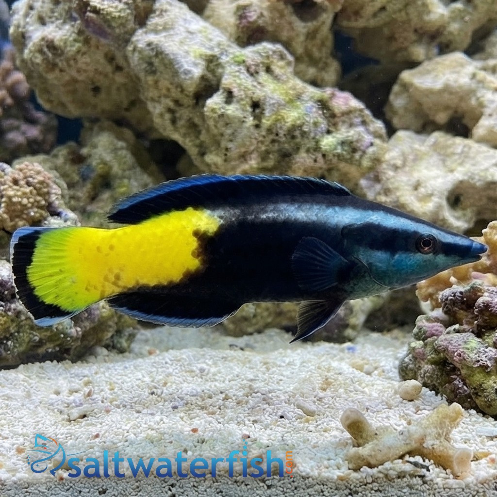 Bicolor Cleaner Wrasse